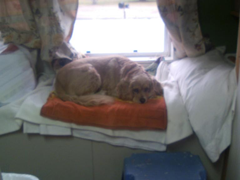 Shawkl Designs My Dog Hates Confrontation!