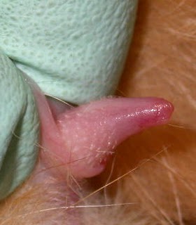 feline vagina and vulva mexian made outfit nude