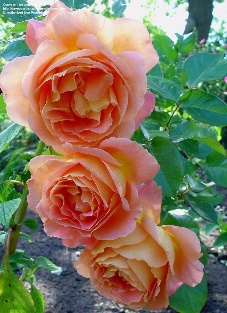 Queen Rose Stunning nature