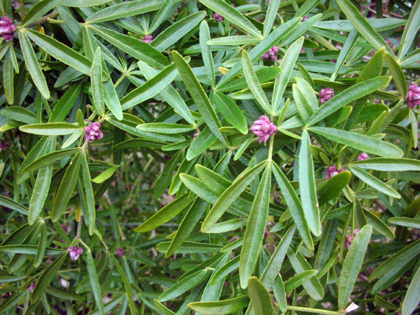 Nadezda S Northern Garden Grefsheim Spirea