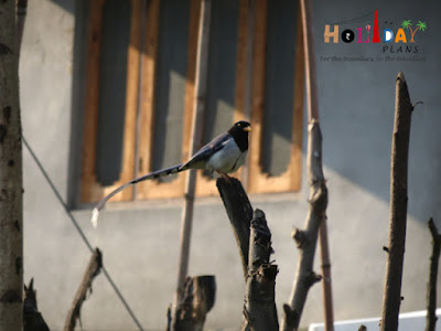 Some Himalayan bird Some Himalayan bird