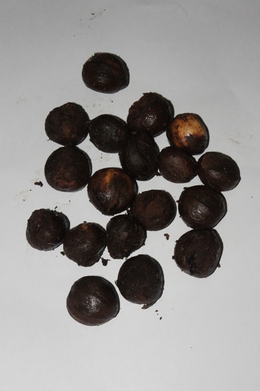 OUR PHILIPPINE TREES This Year's Seed Bounty