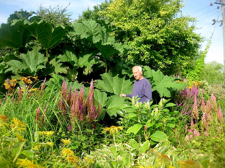 Talking To Plants Weigelas