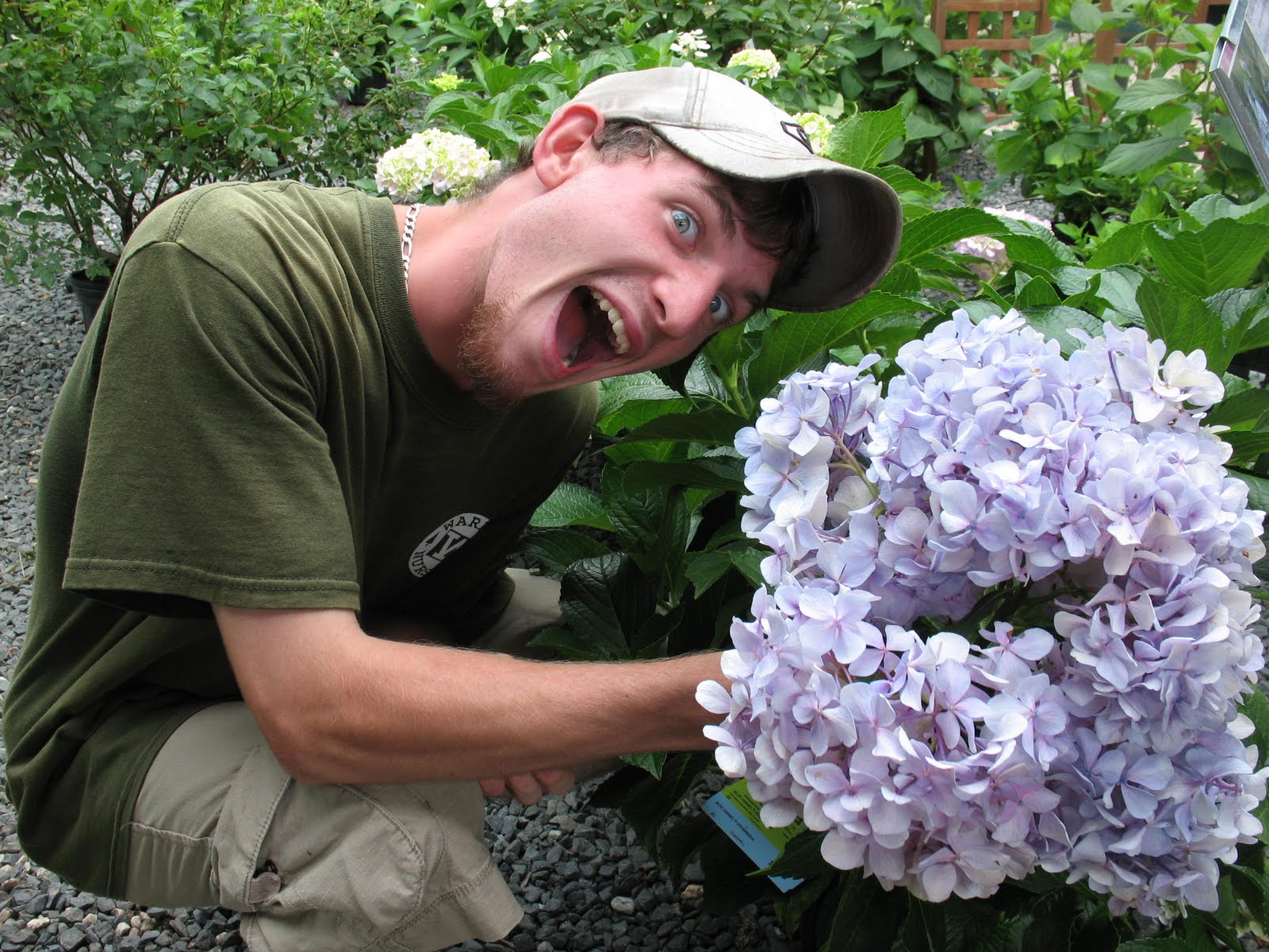 Big Daddy Hydrangea