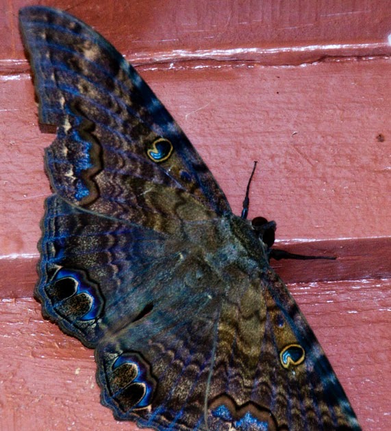Photo of the Day Mariposa de la Muerte
