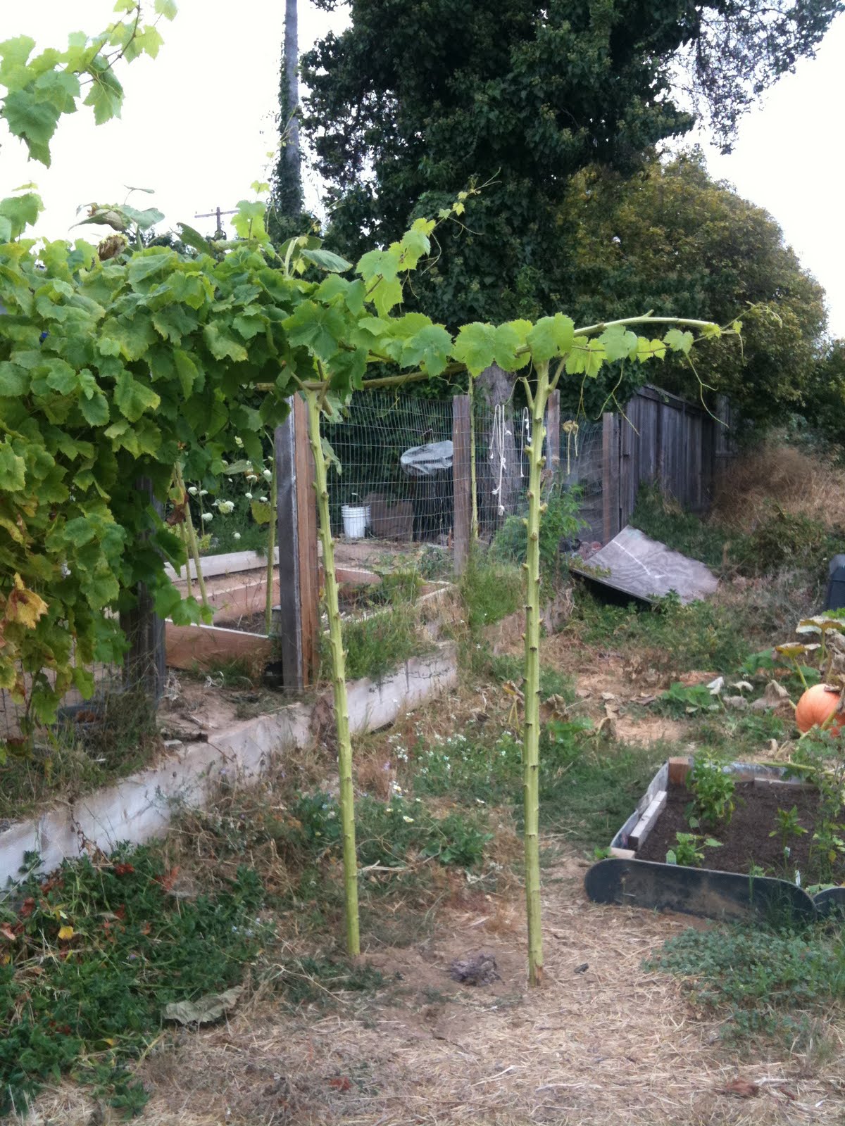 Recycled sunflower stalks used to make grapvine trellis