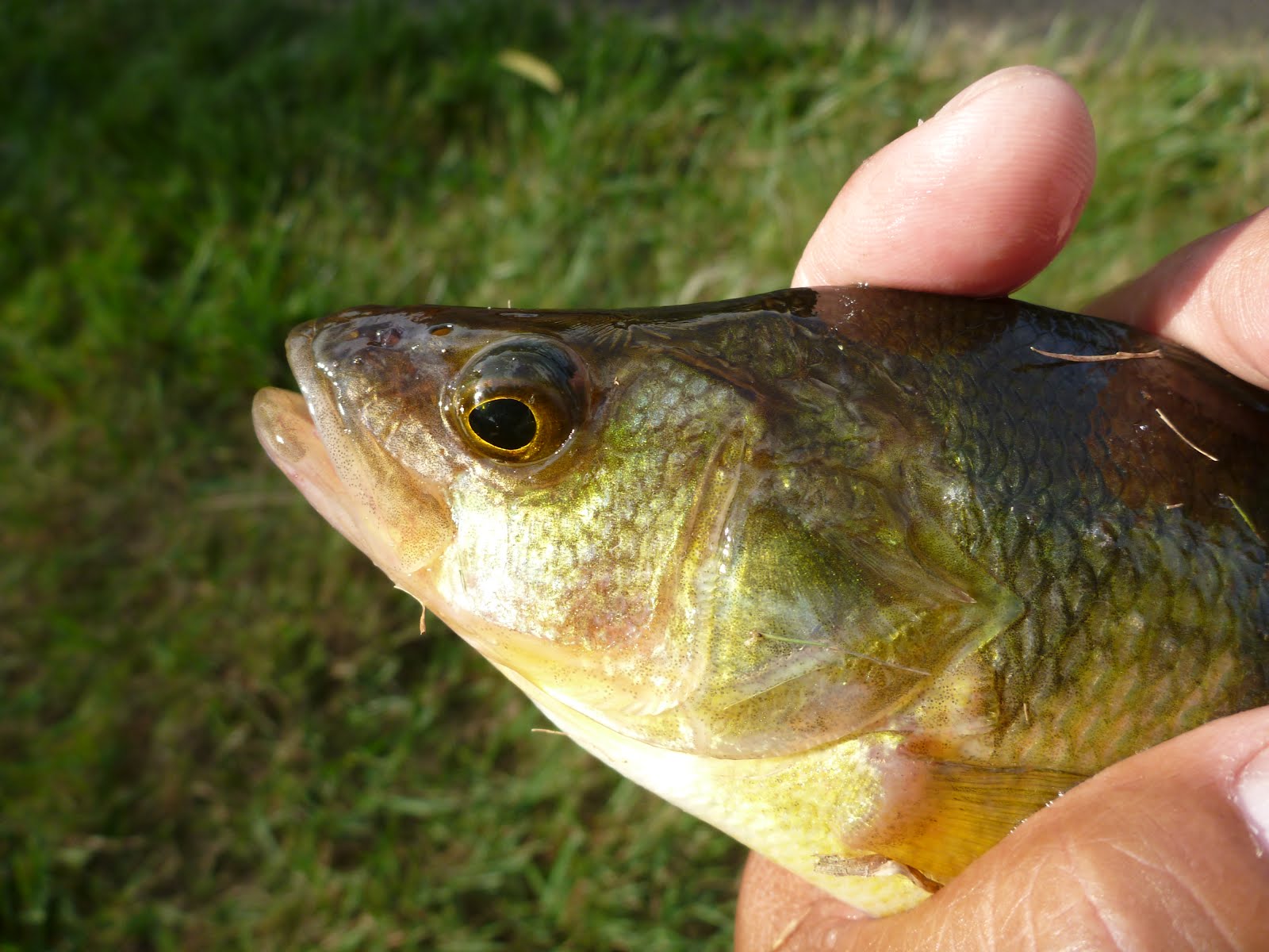 Yellow Perch eye to the Forum and Community!