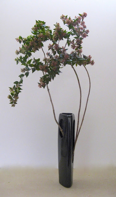 Adorable Abelia Steemit