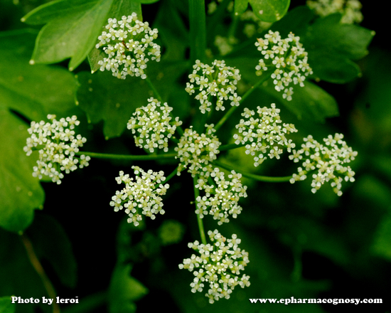 Apium graveolens L. Family Apiaceae