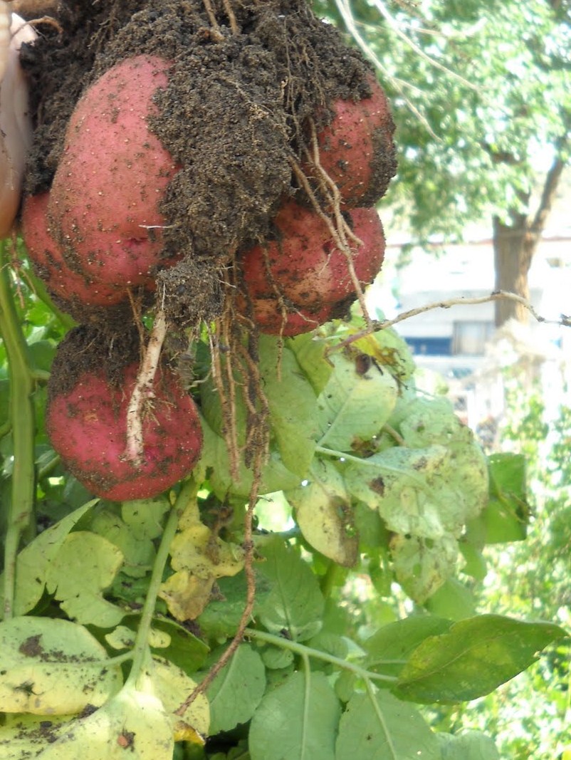 Suzy Homefaker GARBAGE CAN RED POTATOES