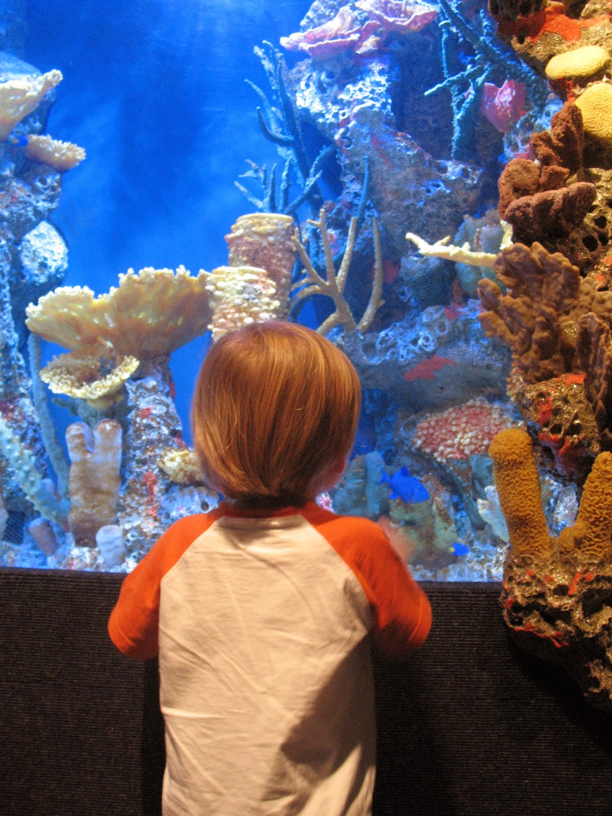 The Jersey Momma A Review of The Turtle Back Zoo Classic New Jersey