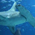 Tubarão martelo: Martelada mortal na evolução?