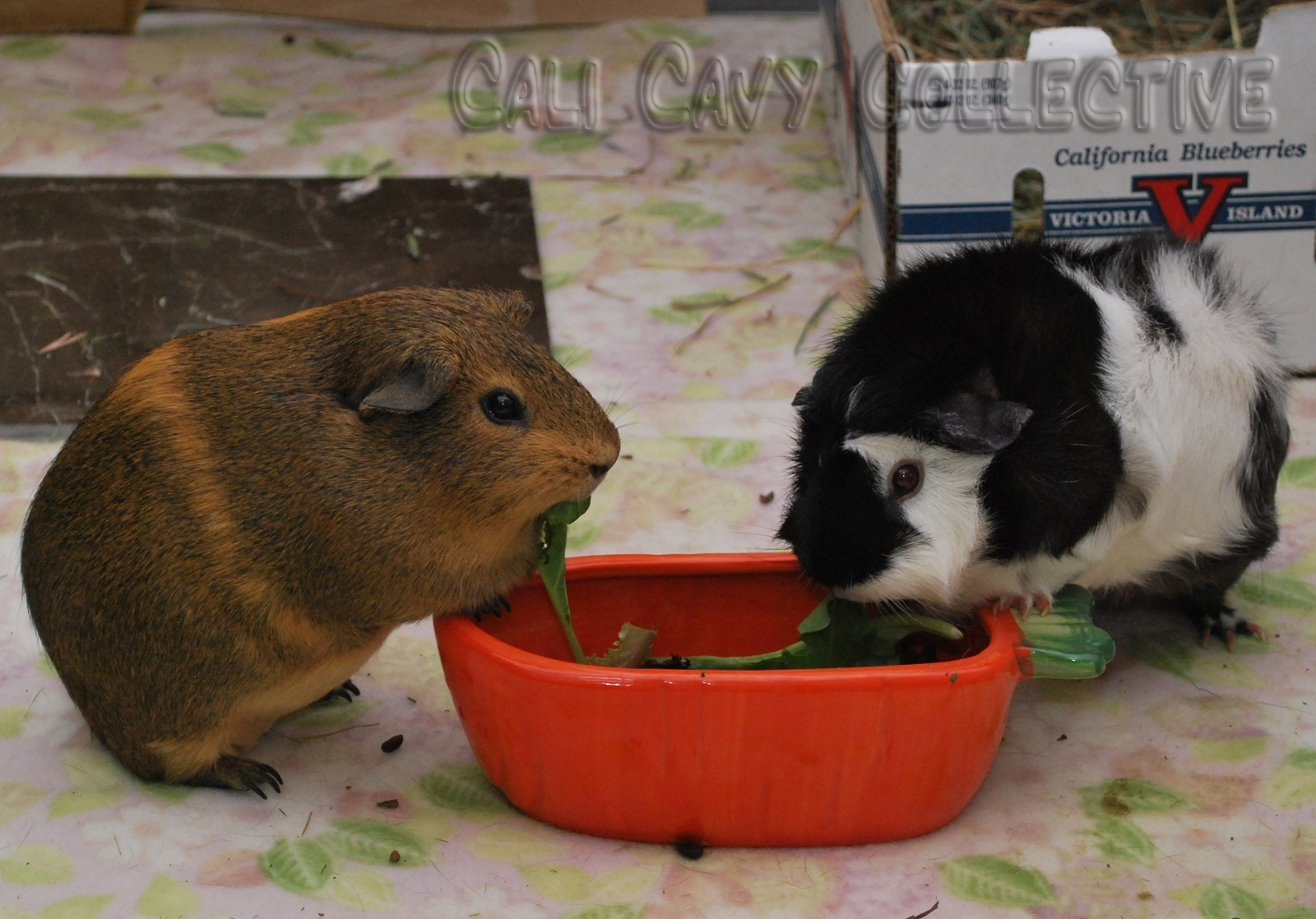 Cali Cavy Collective a blog about all things guinea pig Pigs using
