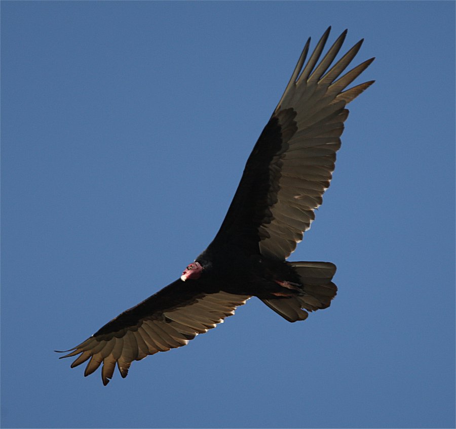 Murfs Wildlife Turkey Vulture