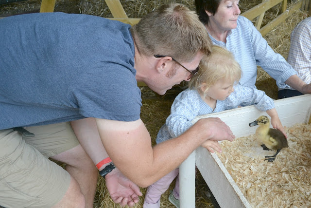 Tin Box Tot stroking a duckling