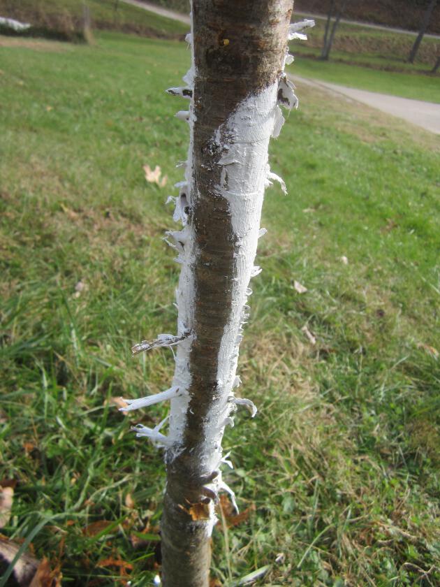 Simply Resourceful Deer Girdled Our Fruit Trees!