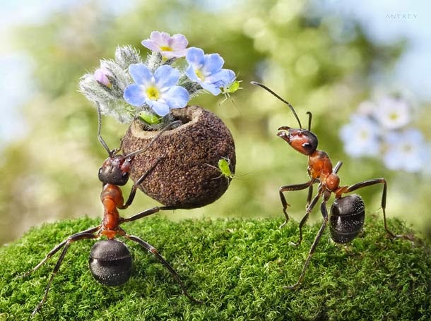 Ants Activities by Andrey Pavlov