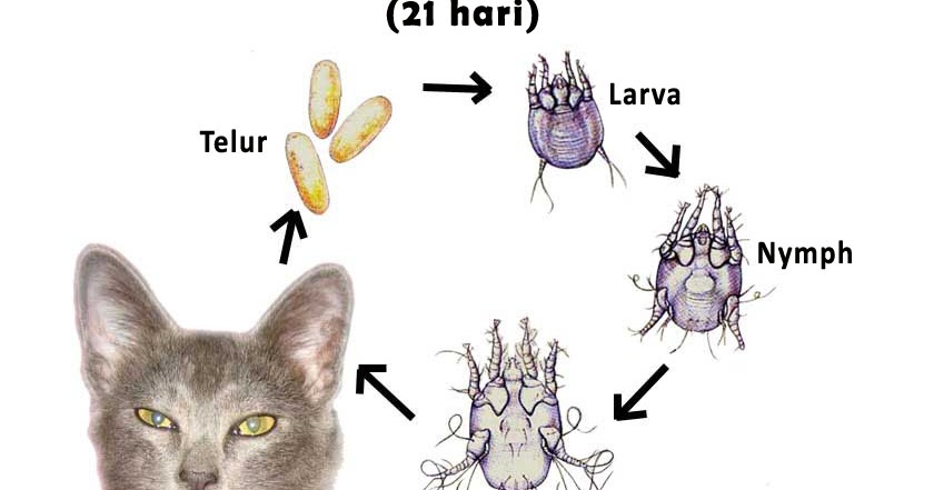 Cara Mengubati Masalah Kutu Pada Kucing  kami sayaNg kuciNg