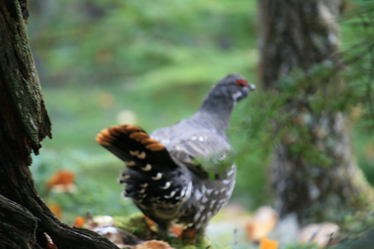 Blue Grouse