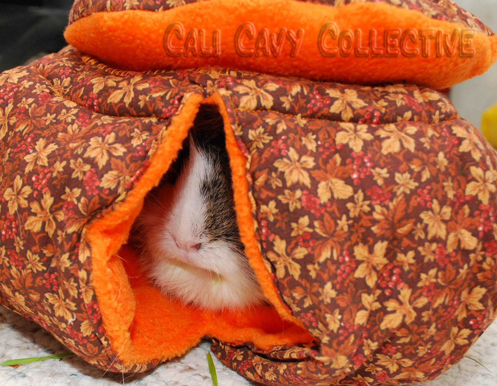 Cali Cavy Collective a blog about all things guinea pig Pumpkin House