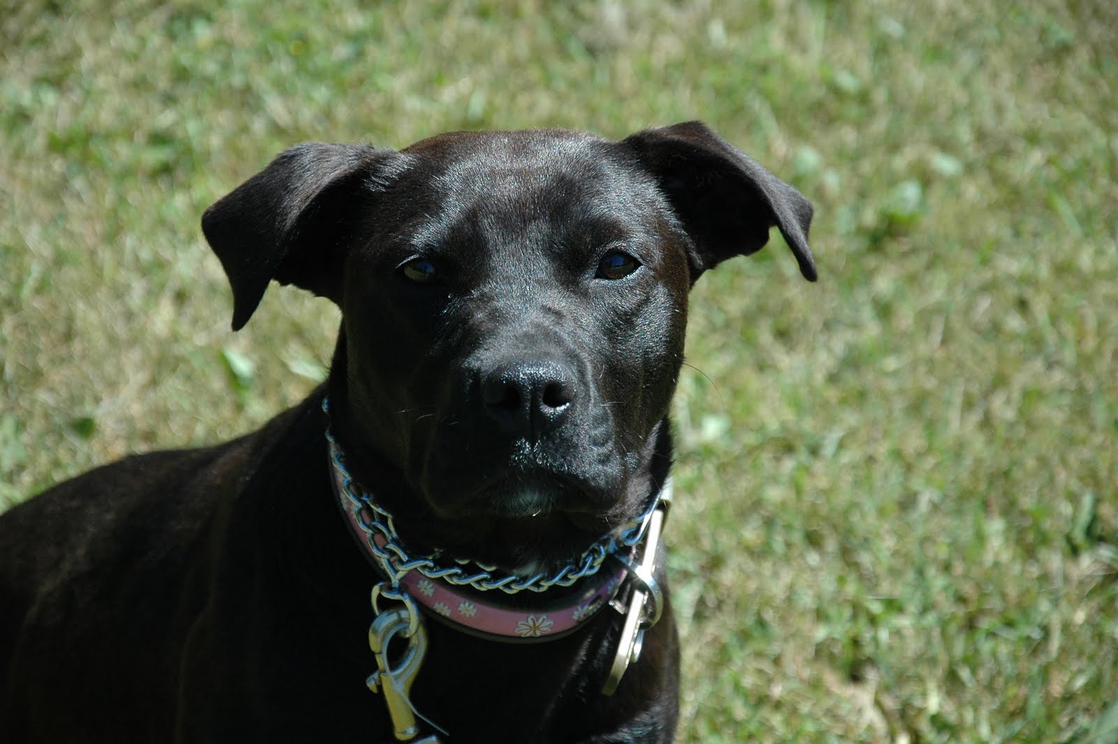 pitbull x lab