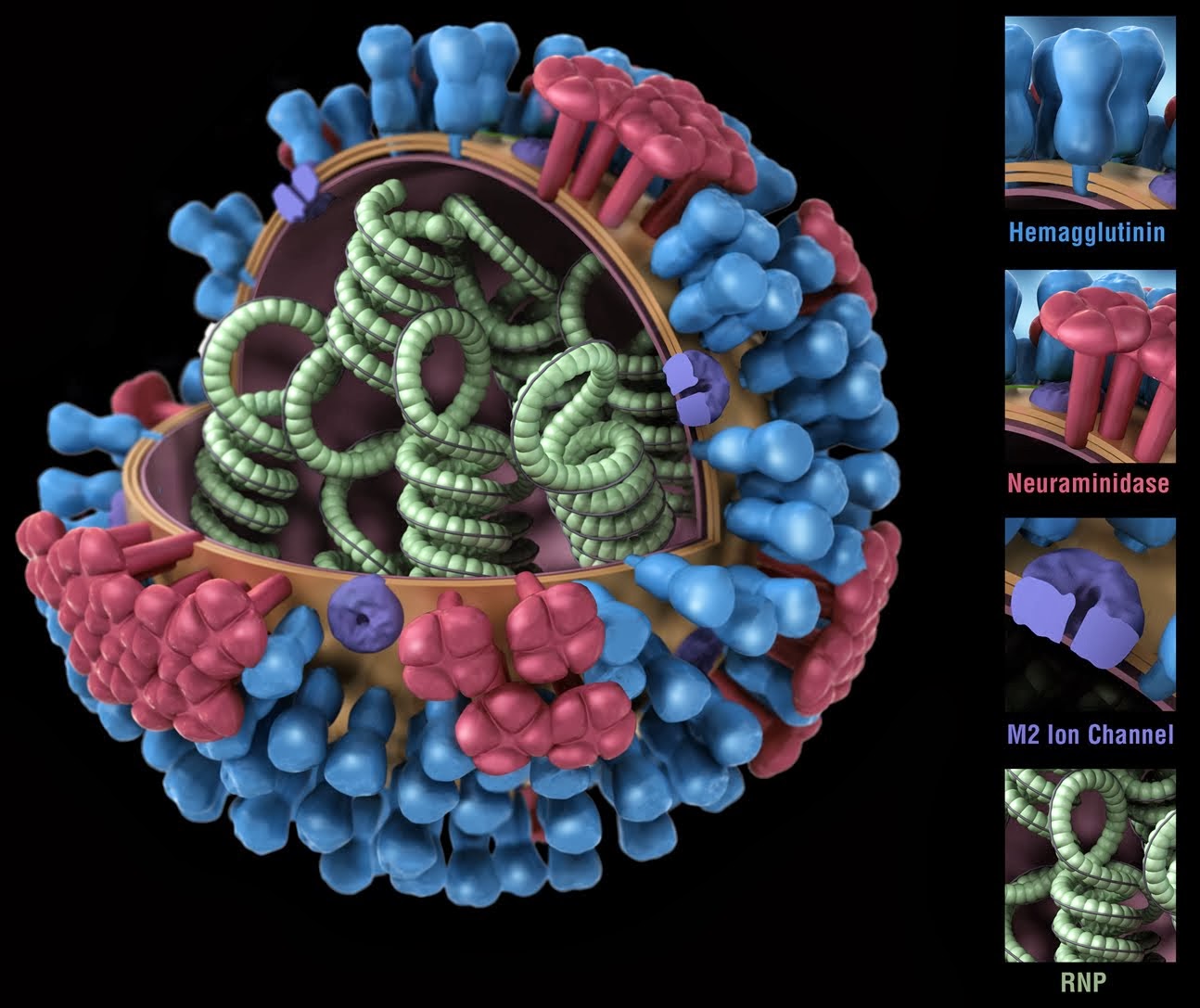 Ciclo celular biologia molecular