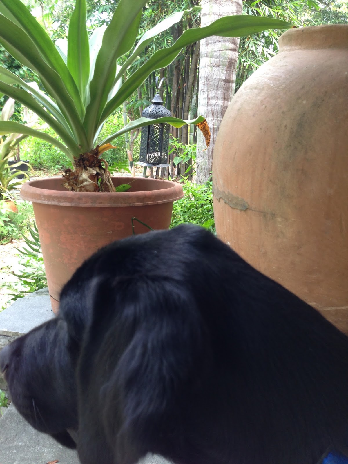 McLean Puppy Chronicles Smart Bump