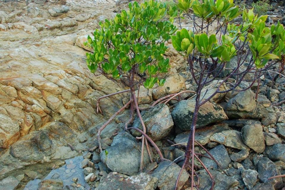 Thinking and Learning in Room 122 Can Plants Grow in Rocks?