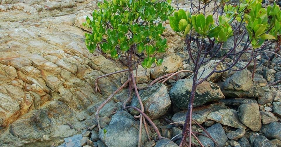Thinking and Learning in Room 122 Can Plants Grow in Rocks?