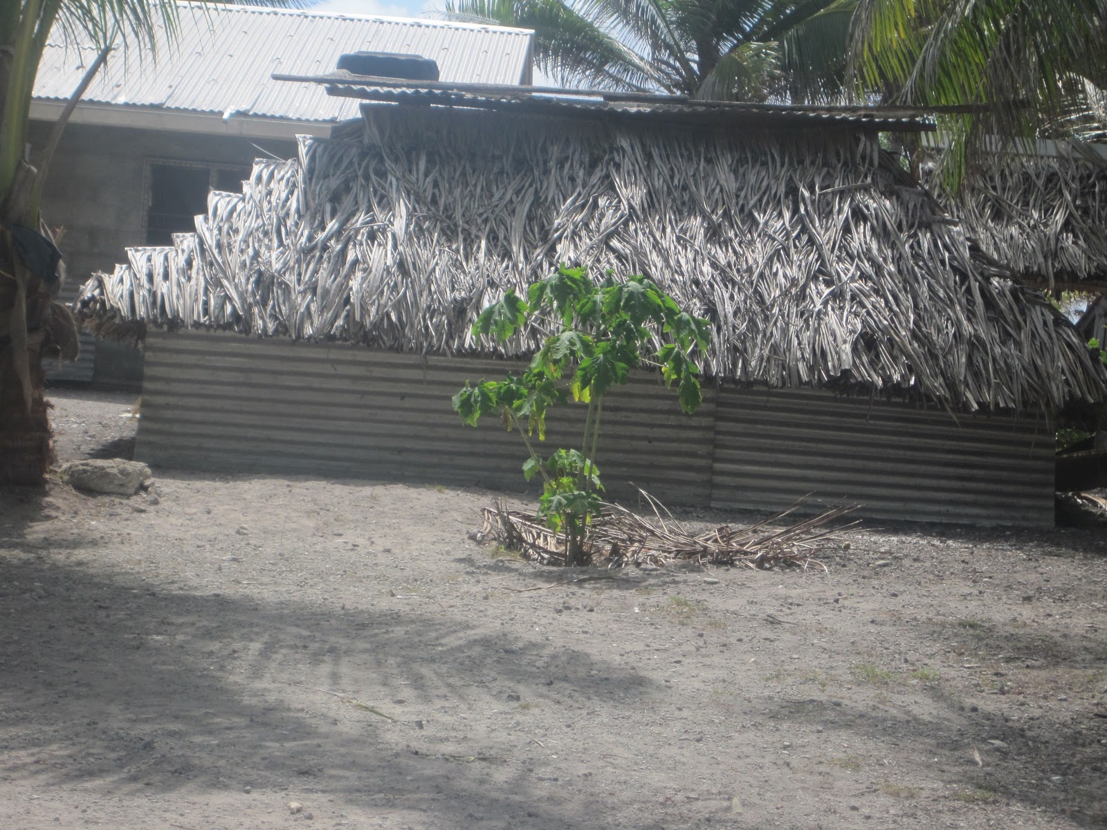 ThornesinTarawa Homes and Huts in Kiribati