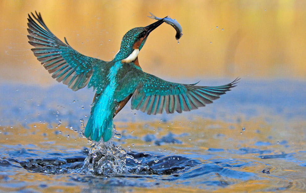 Bird Flower and Fish: Kingfisher