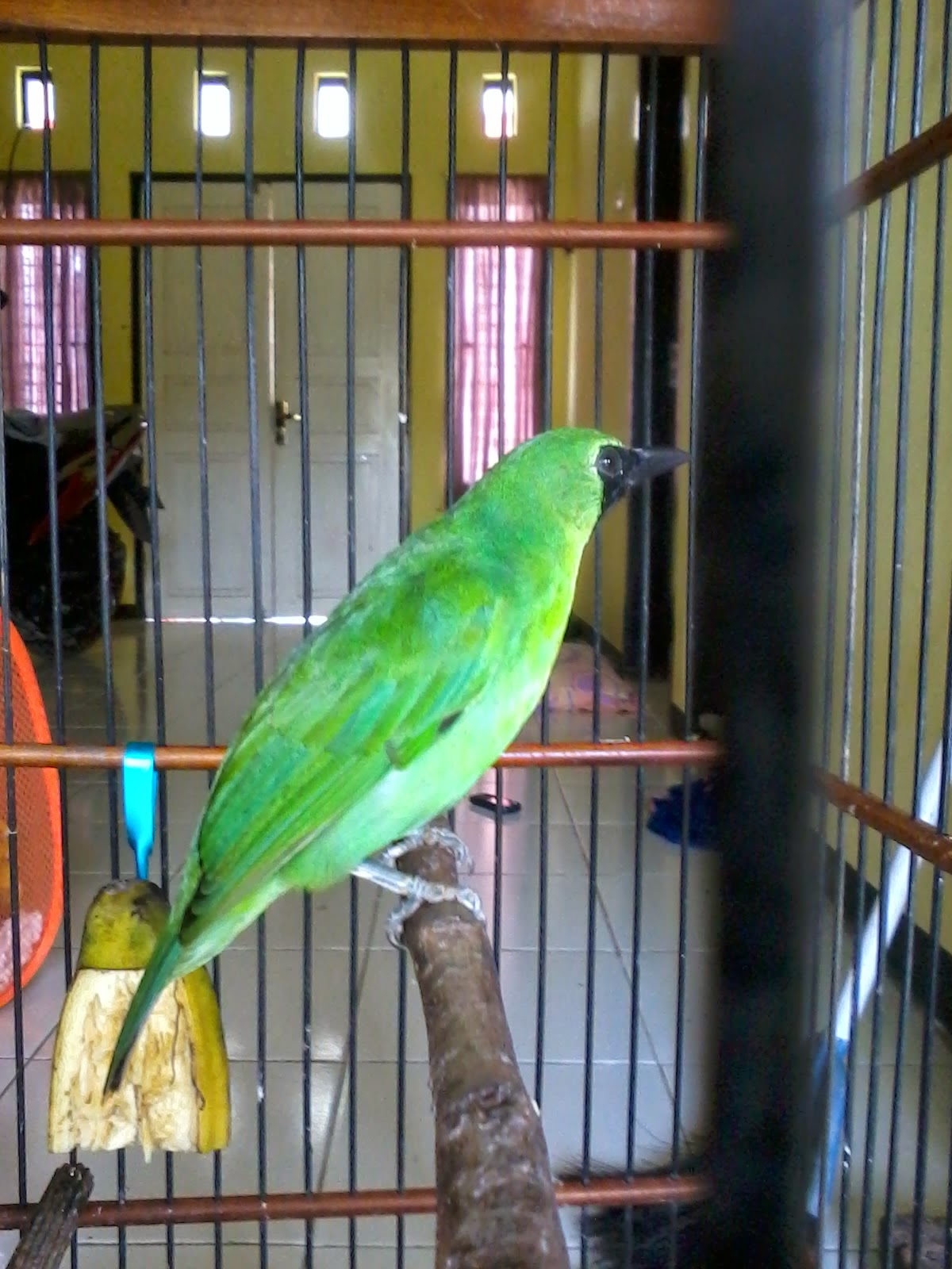 CUCAK HIJAU BANYUWANGI