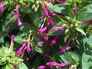 Amazon rainforest flowers