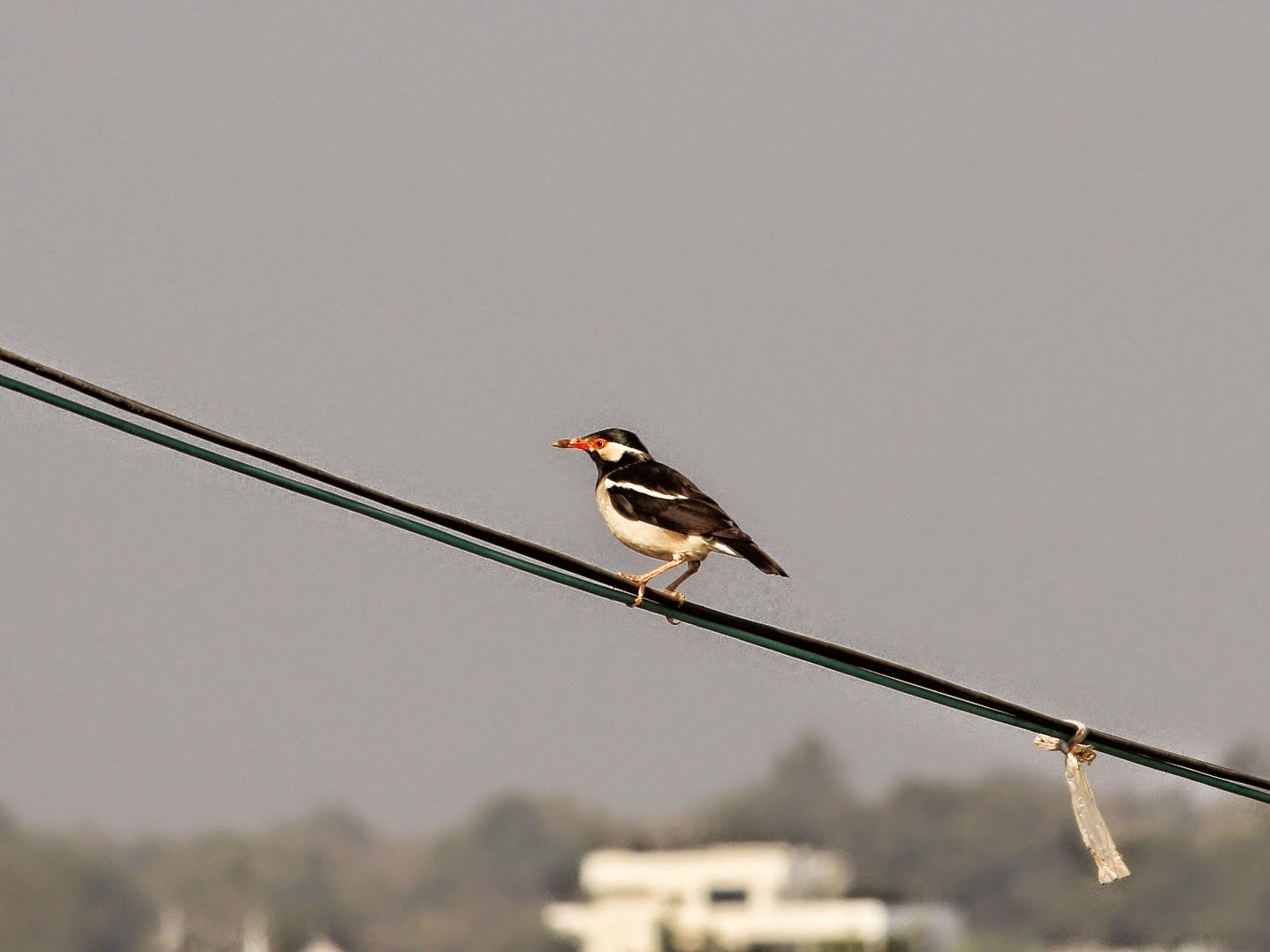 Asian Pied starling