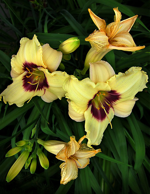 Rockin' On Photography Flowers Metaphors for life