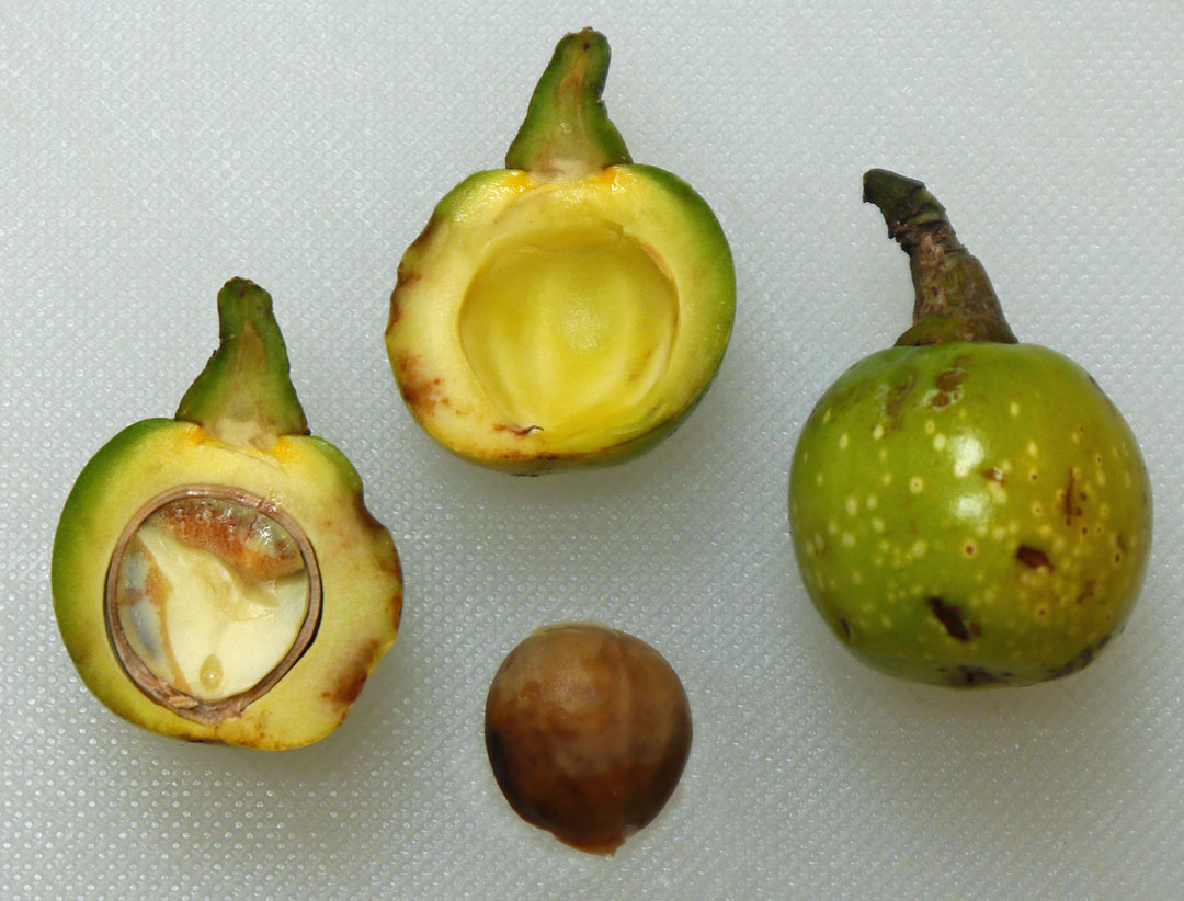 The Uncarved Block Comparing Bay Leaves