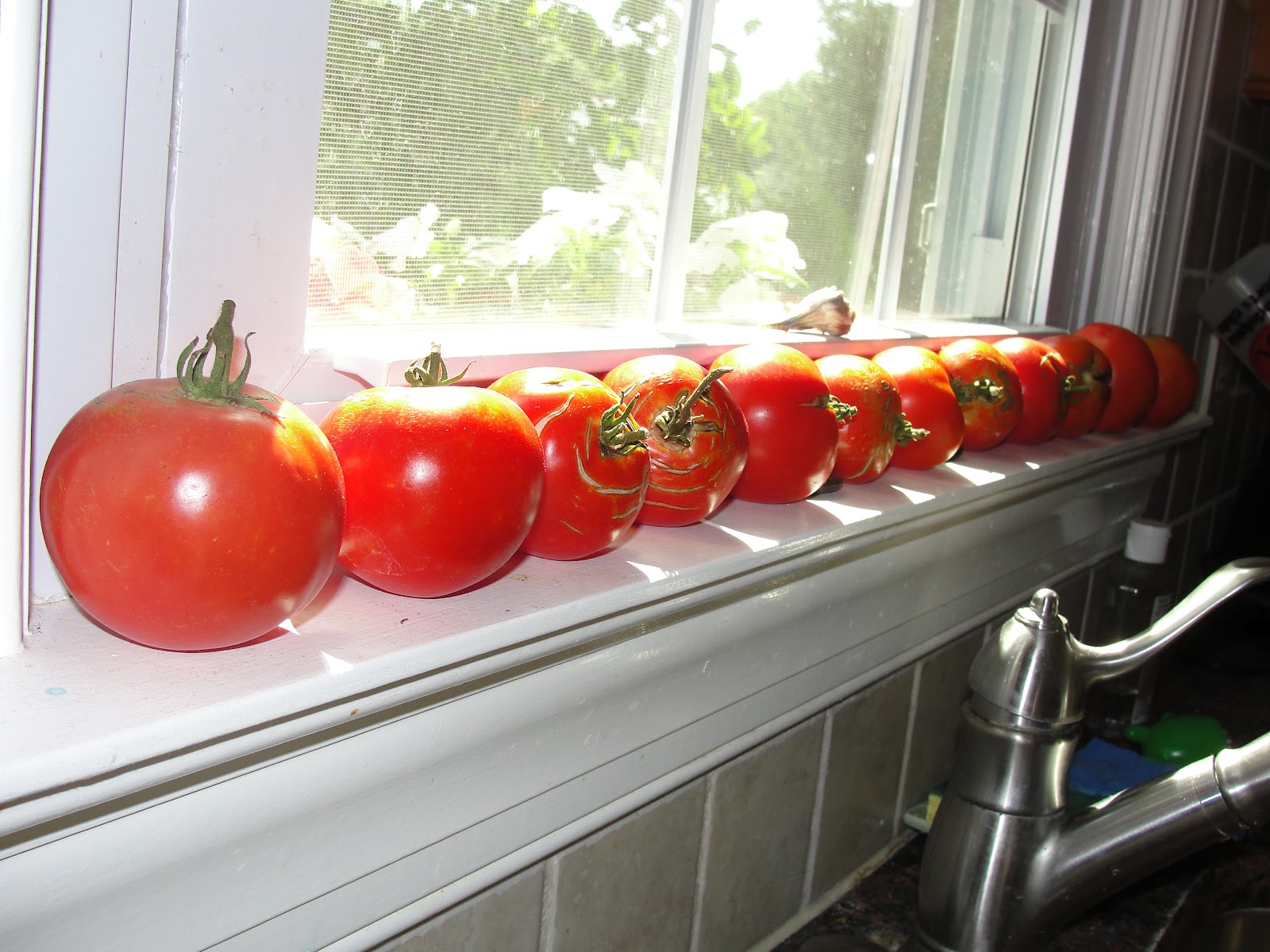 Lessons from the Garden Summer Tomatoes, better than New Jersey!