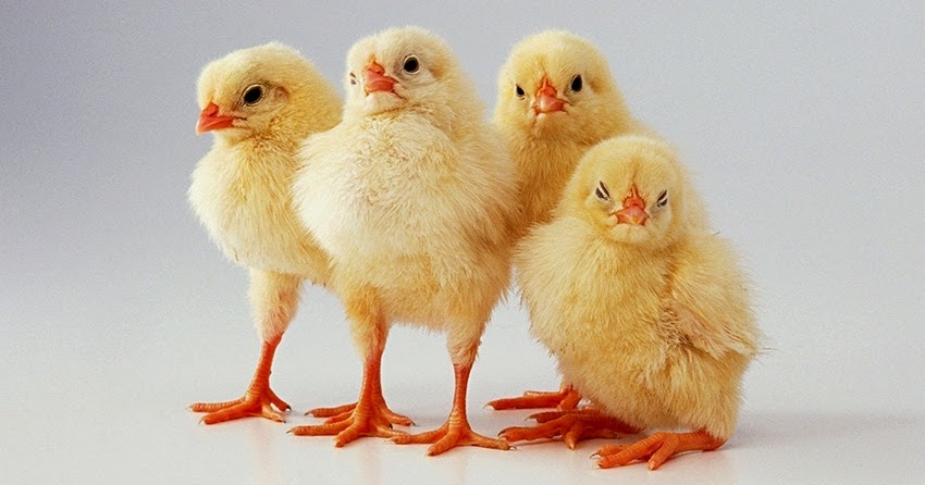 pollos-post.jpg