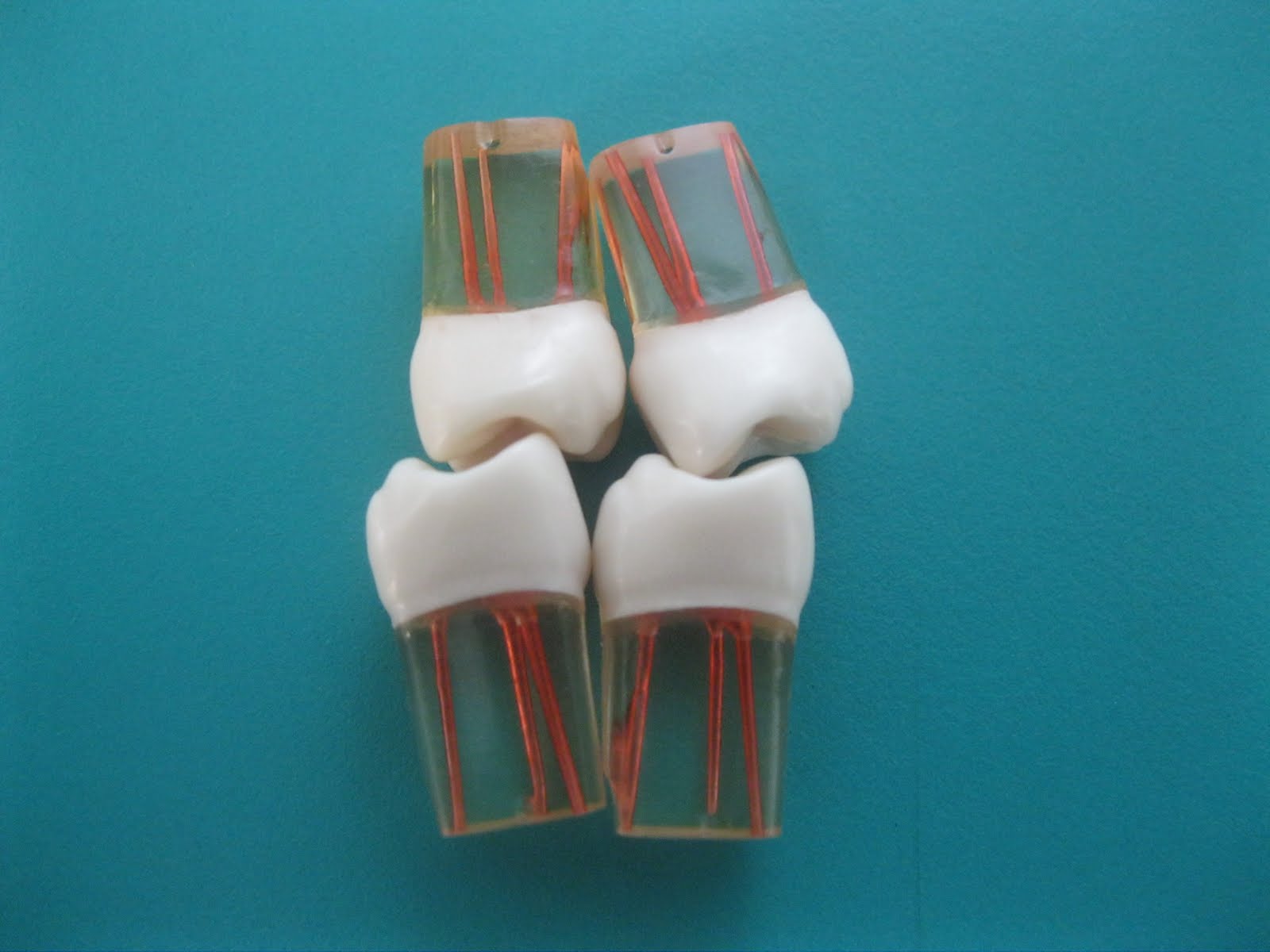 Typodont Teeth