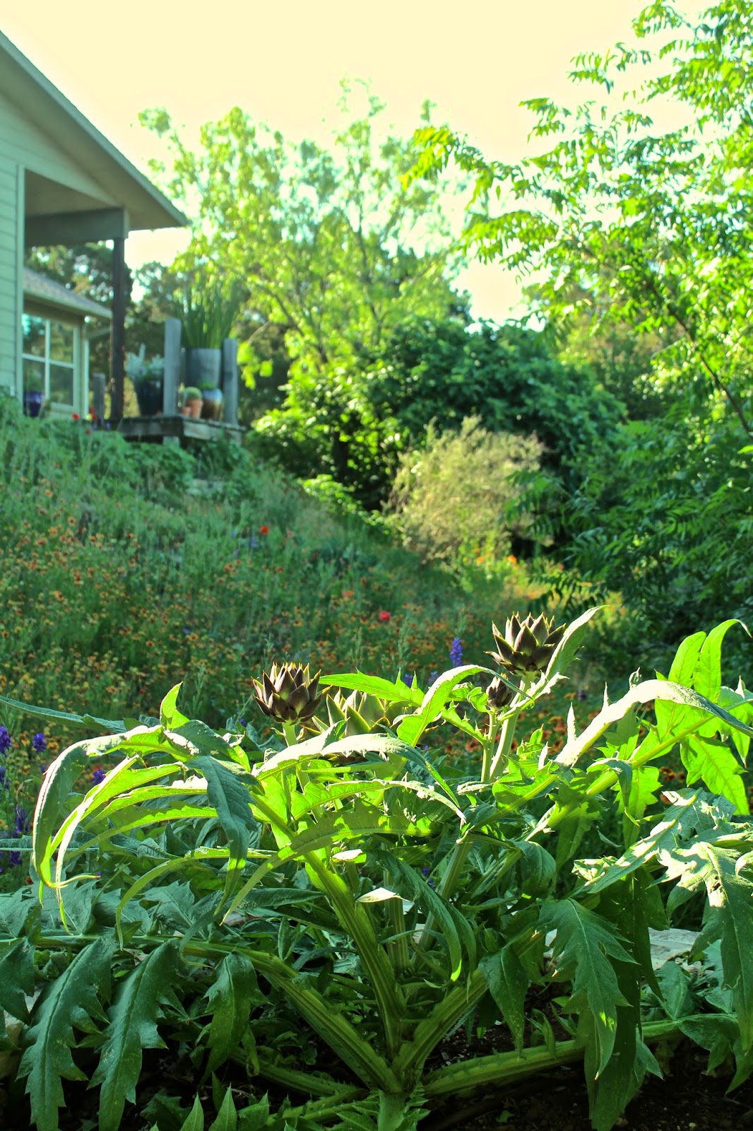 Sharing Nature's Garden Beautiful Austin gardens on Wildflower Center