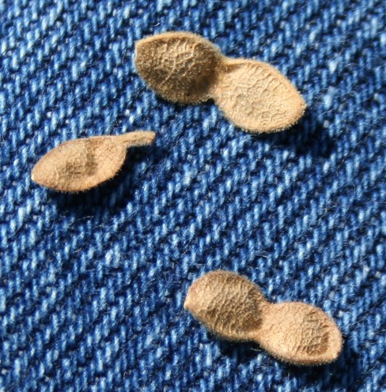 Garden Musings Velcro Legumes