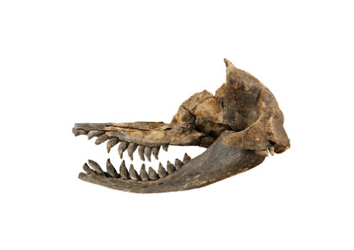 Acrophyseter skull