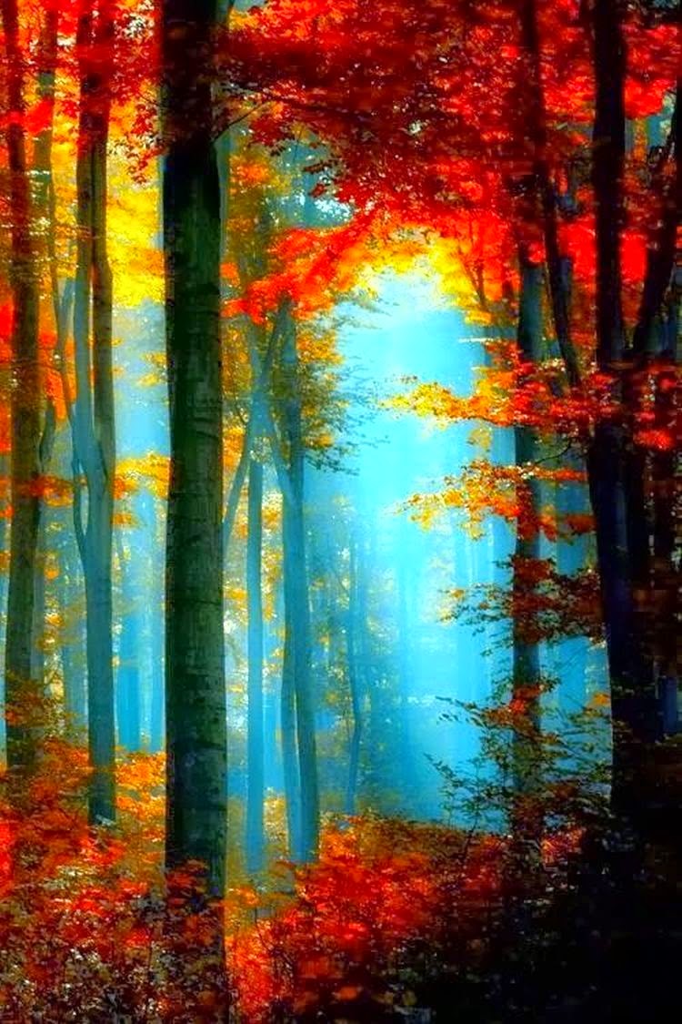 The Nicest Pictures Sunlight Through the Trees In Autumn