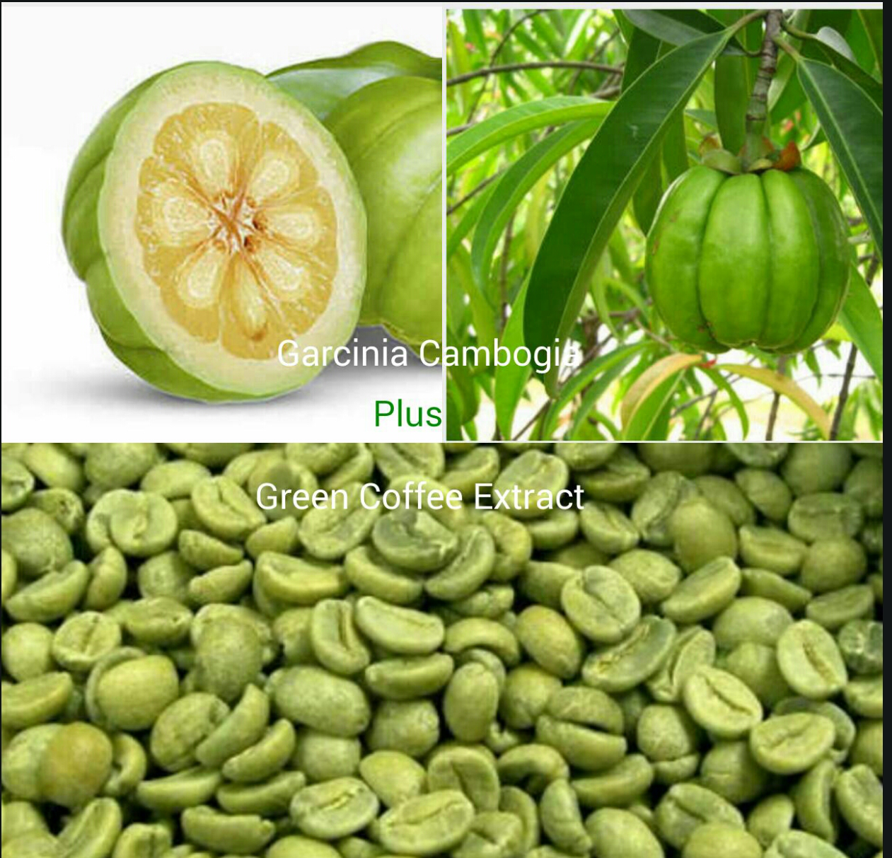 garcinia cambogia and green coffee bean blog