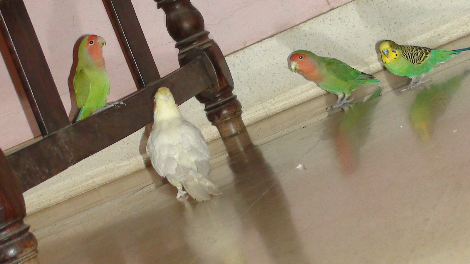 My Birds