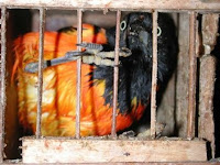 tráfico de animais silvestres