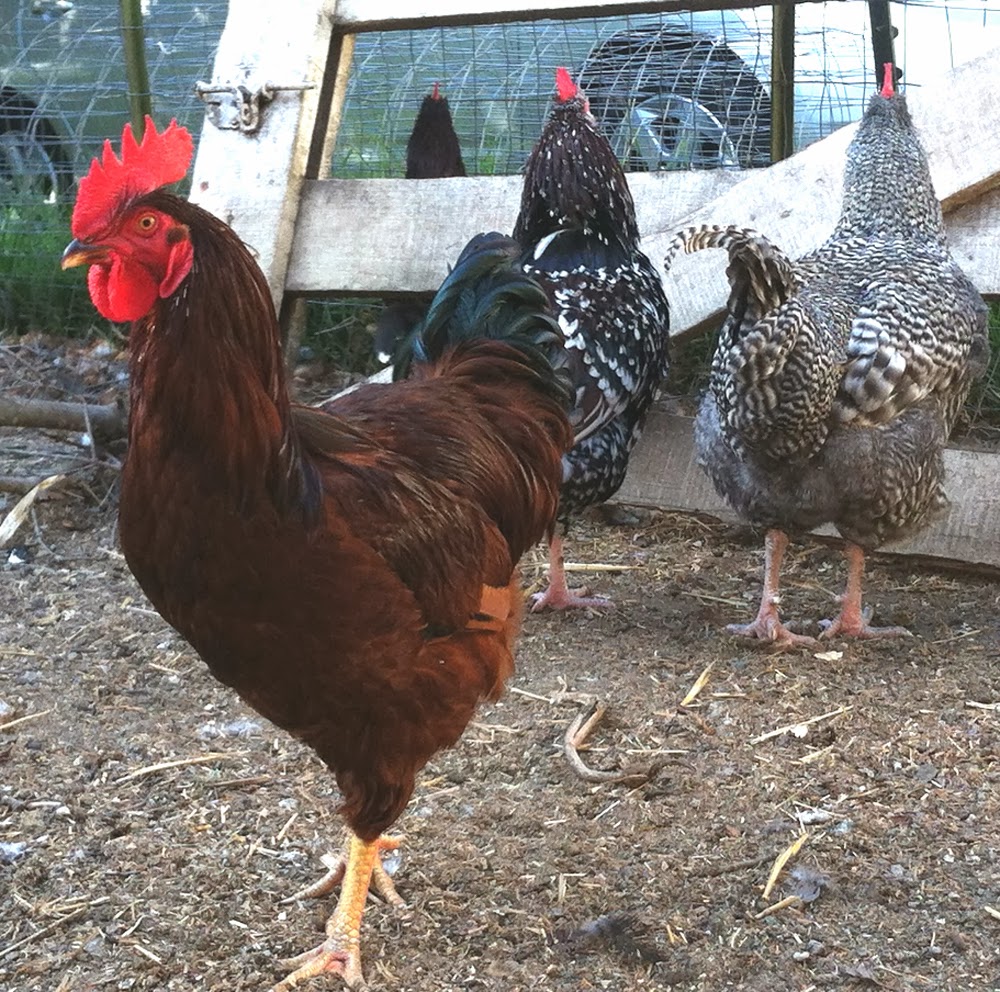 Eating Habits of Chickens & Roosters Modern Farming Methods
