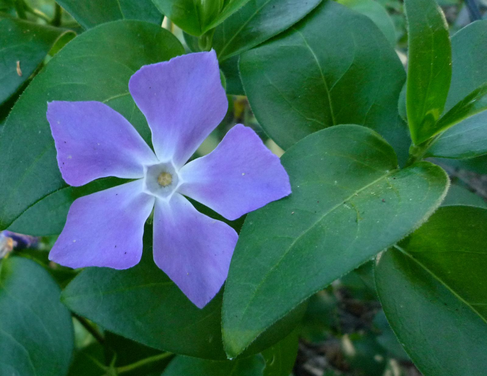 vinca good witches magickal