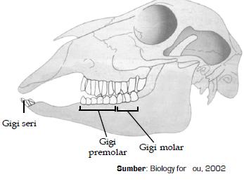 PONDOK BELAJAR BU NOVY: PenggolonganHewan Berdasarkan Jenis Makanannya