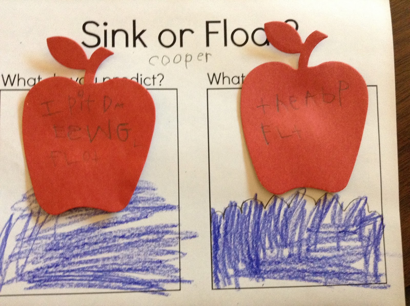 Do Apples Float or Sink? Fort Kindergarten